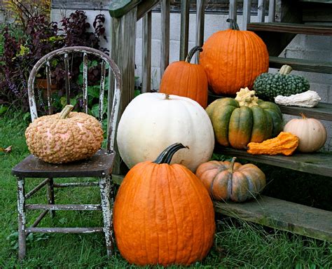 Picking The Perfect Pumpkins A Guide To Heirloom Pumpkin Varieties
