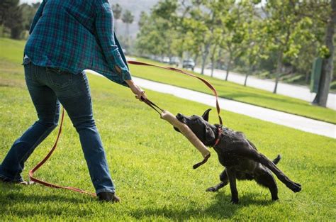 The Top 5 Mistakes Dog Owners Make When They Play Tug With Their Dogs