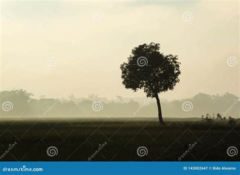 Lone Tree In The Meadow And Misty Forest In The Distance Stock Image