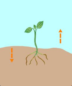 This is a new release of the original 1955 edition. Movement in plants (10th-Biology-Lesson-14.3) Part 2