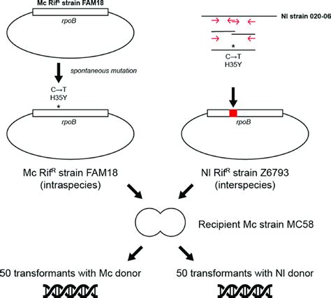 The Construction And Characteristics Of The Donor Dna And The Scheme