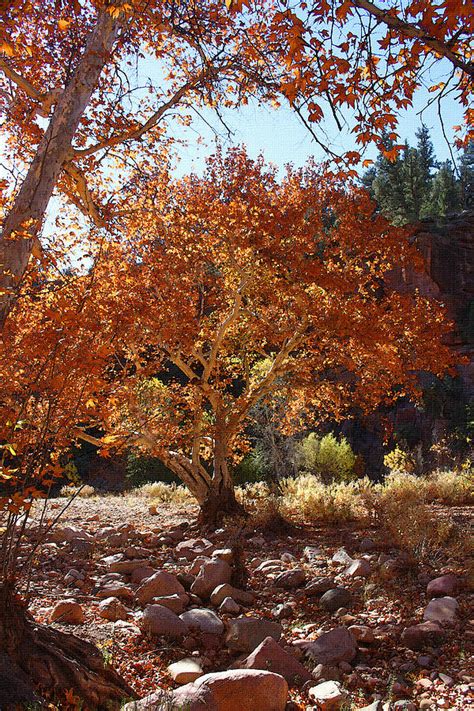 Sycamore Trees Fall Colors Photograph By Tom Janca Pixels