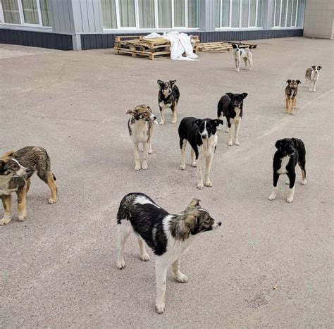 Chernobyl Nuclear Disaster Altered The Genetics Of The Dogs Left Behind