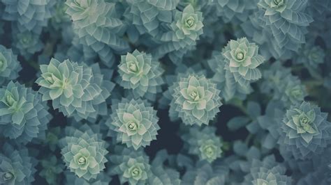 Succulent Wallpapers 51 Images