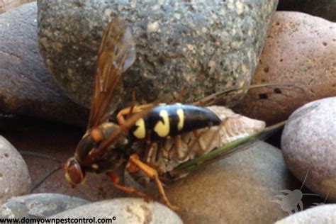 Cicada Killer Control How To Get Rid Of Cicada Killers