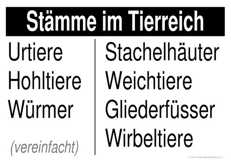 Um optimale ergebnisse beim drucken des arbeitsblatts. Biologie | LernPlakate Wissensposter Stämme im Tierreich ...