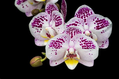 Flower Photography Capturing Stunning Orchid Photos