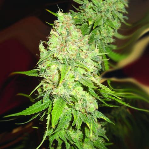 Royal Purple Kush Cbd Emerald Triangle Seeds