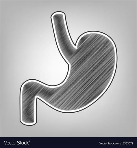 Human Anatomy Stomach Sign Pencil Sketch Vector Image