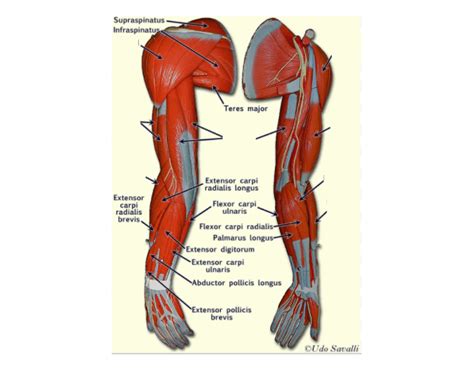 Name Muscles In Arm Biology Diagramsimagespictures Of Human Anatomy