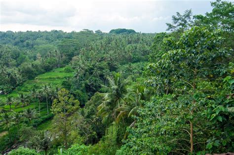 Bali Forest And Rice Field Stock Image Image Of Rice 38339515
