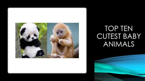 Top Ten Cutest Baby Animals Youtube