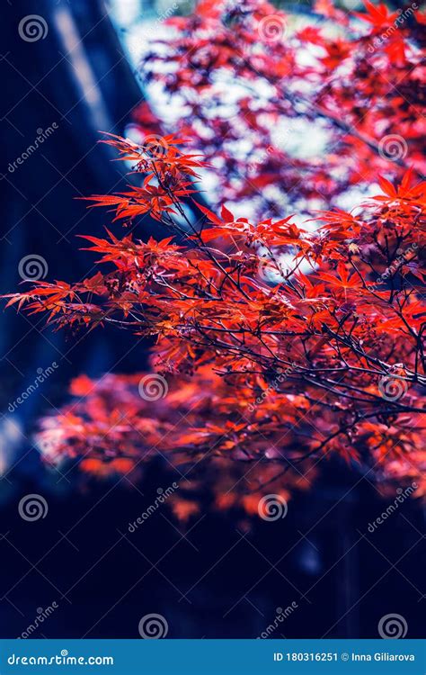 Red Leaves On A Blue Background Stock Image Image Of Landscape