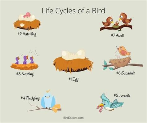 What Are The 7 Life Cycles Of A Bird