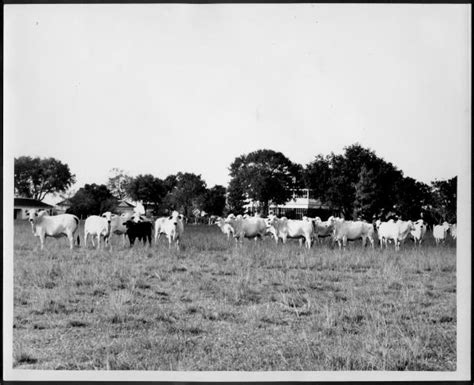 Brangus cattle are a mix of angus and brahman cattle. Photograph of a herd of white Brahman cattle and one black calf - The Portal to Texas History