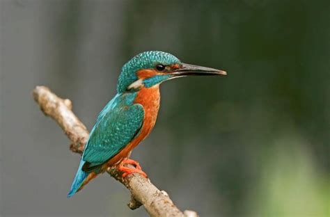 How To Find the Best "Bird Watching Near Me" in Minnesota