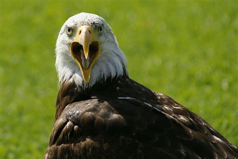 A trio of releases from the eagles are coming april 2nd: Wild Eagle Photos - HD Animal Wallpapers