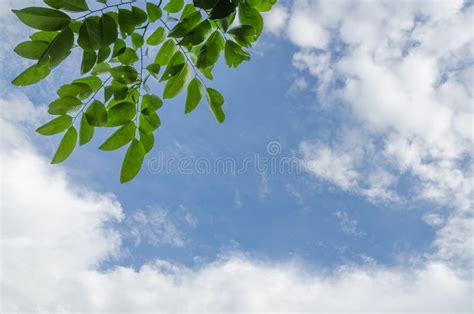 Green Leaves On Blue Sky With Cloud Stock Photo Image Of Bright