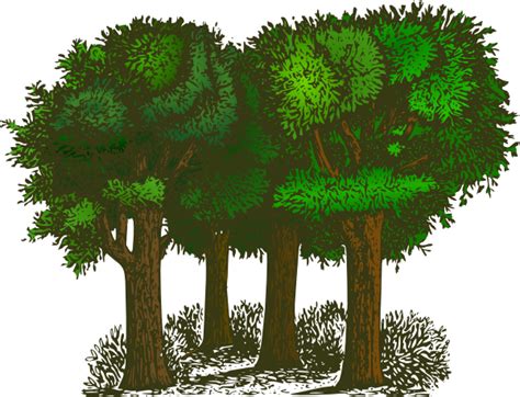 Group Of Trees Clip Art At Vector Clip Art Online Royalty