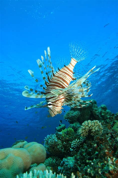 Lionfish And Coral Reef Stock Photo Image Of Ocean Marine 12219198