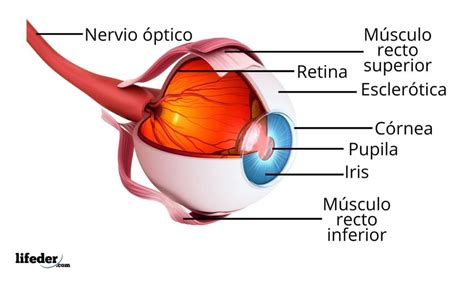 Tienda Térmico Ventilar el ojo es un musculo o un organo Grado Celsius