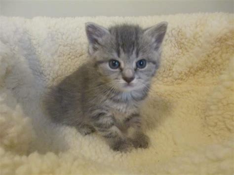 American shorthair,tabby female adoption waterford,wi. Charo (gray tabby female) Adopted - Cat & Kitten Adoption ...