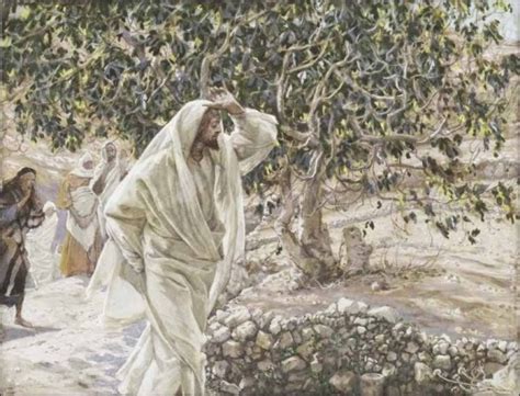 Why Did Jesus Curse The Fig Tree Tree Series Part 6 Emmaus Road