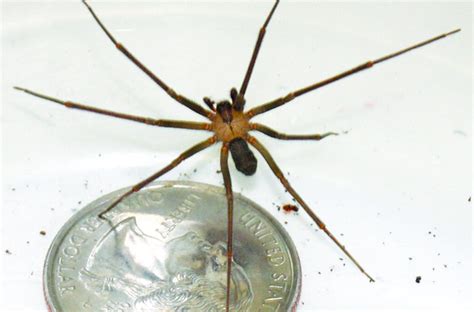 Violin Spiders Pest Control Services Violin Spider Exterminator