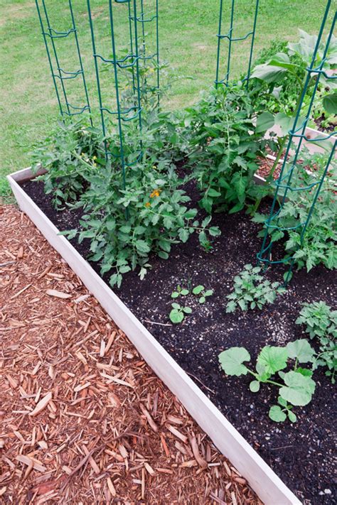 Danach sind hart genug und können nach draußen gepflanzt werden. Tomaten im Kübel oder Beet kultivieren: Tipps