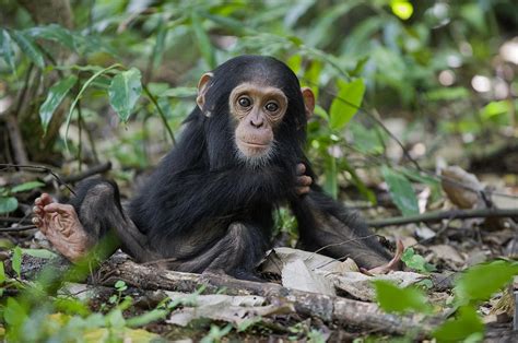 Chimpanzee Infant Western Uganda Photograph By Suzi Eszterhas Fine