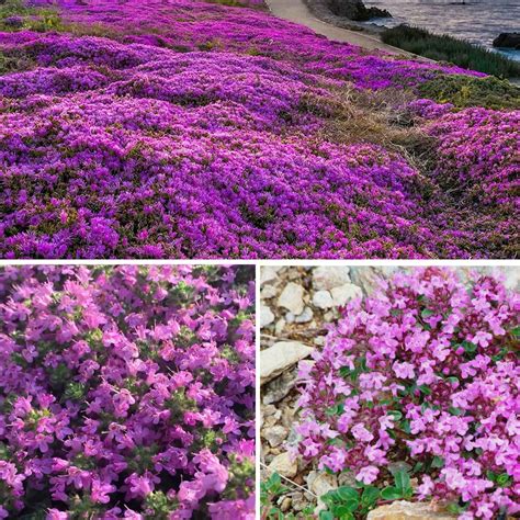 The Beauty Of Red Creeping Thyme My Heart Lives Here