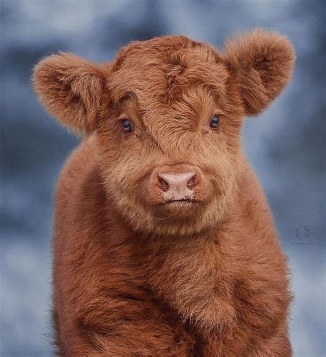 Pin By Marieli Mallmann On Mmarieli Cute Baby Cow Fluffy Cows