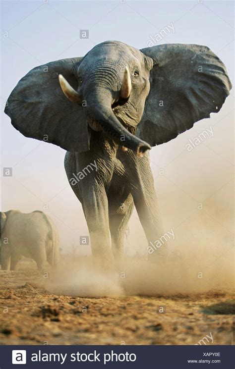 Bull Elephant Charging Bull Elephant Elephant Mammals