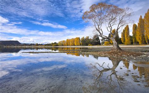 Spectacular Autumn Colour Beside The Lake At Wanaka Otago South