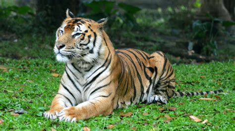 Wallpaper Tiger Predator Big Cats Lying Down