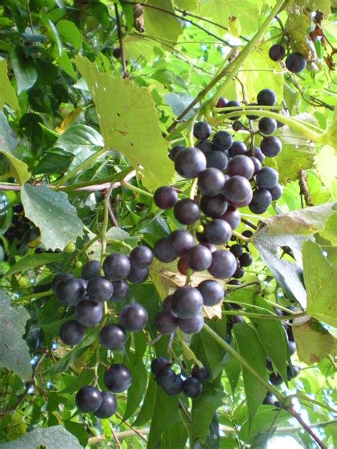 Wild grapes often have very strong and extensive root systems. The 3 Foragers: Foraging for Wild, Natural, Organic Food ...