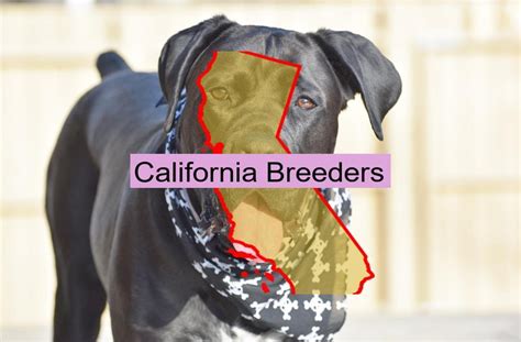 Cane Corso Breeders In California