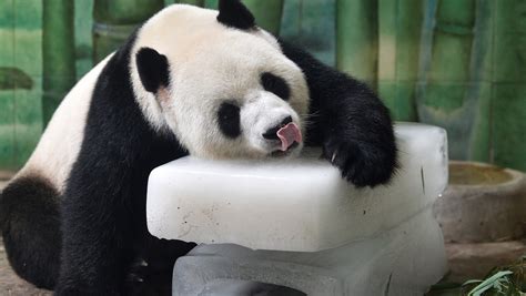 Why Pandas May Always Be Endangered 5 Fast Facts