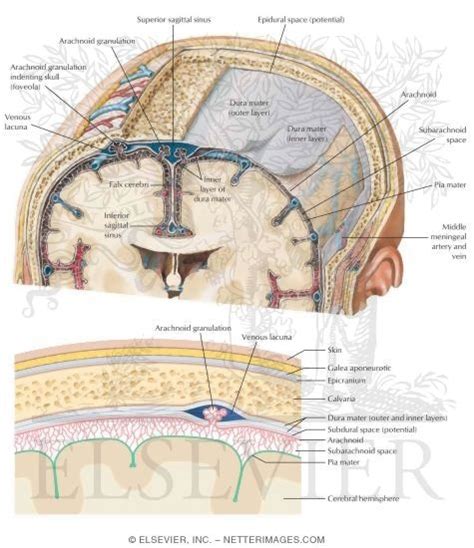 Label The Meninges And Brain Structures