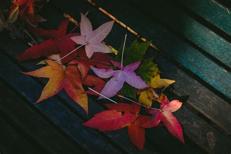 1360x768 Colorful Leaves Autumn 5k Laptop Hd Hd 4k Wallpapers Images
