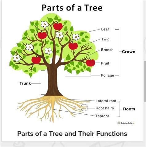What Is A Tree Draw The Different Parts Of A Tree That You Have Known