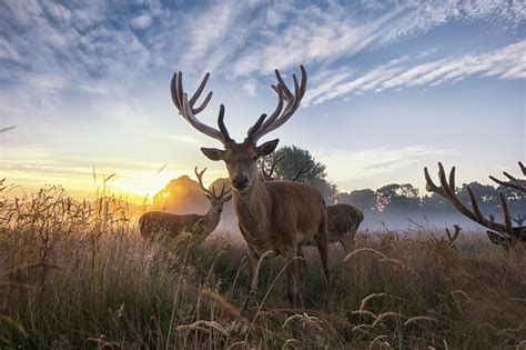nature, Animals, Deer Wallpapers HD / Desktop and Mobile Backgrounds