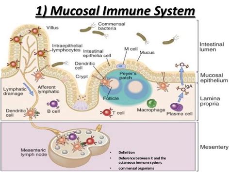 1 Mucosal Immune System • Definition • Deference Between It And The