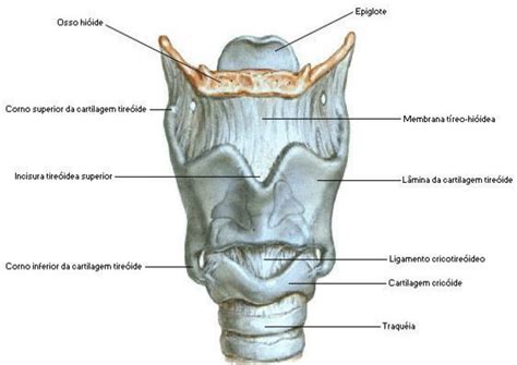 La Laringe Laringe Anatomia Del Esqueleto Humano Anatomia Humana Huesos