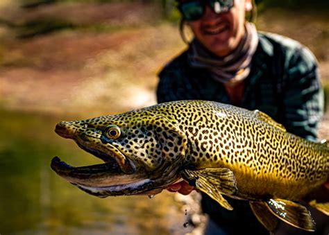 Duckie The Tiger Trout Flylords Mag