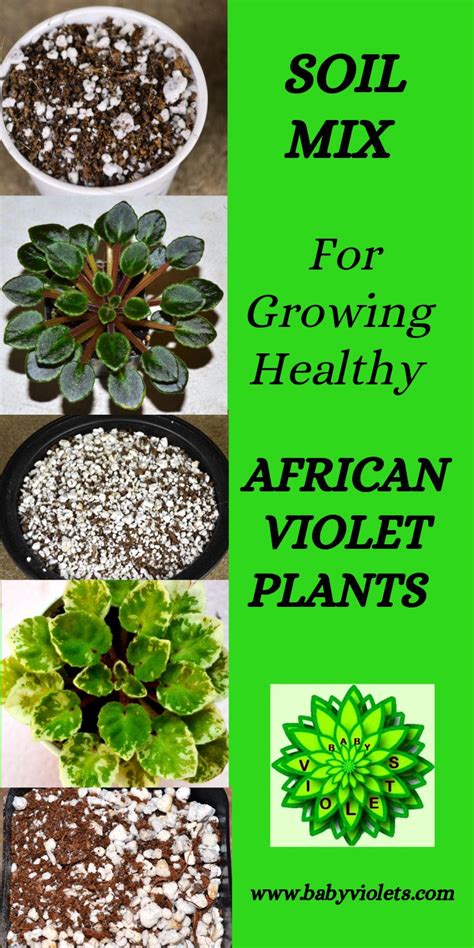 African Violet Soil Potting Mix Baby Violets African Violets