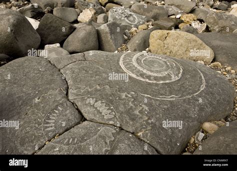 Ammonite Fossils Exposed In Rock On Beach Near Lyme Regis Jurassic