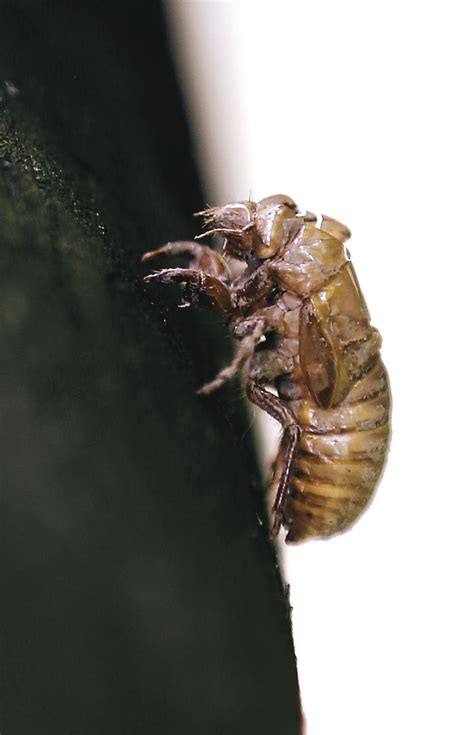 The noise made by the enormous swarms will be noticeable, however, with males emitting mating calls that can reach 100 decibels, the same sound as standing next to a motorcycle. Cicadas sing prelude to 2021 brood swarm | News ...