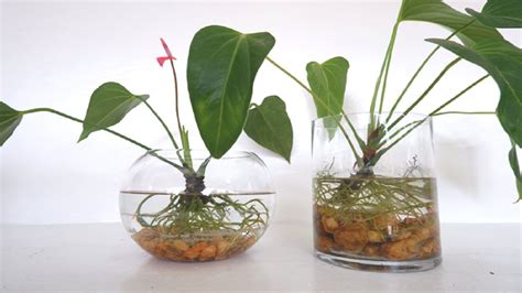 A comprehensive plant care guide for your anthurium. How to Grow and Care Anthurium Plants in Water (Anthurium ...