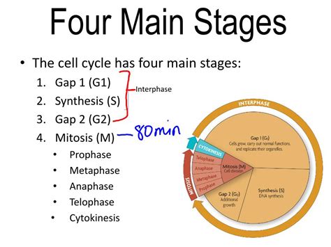 Ppt The Cell Cycle Powerpoint Presentation Free Download Id2474456